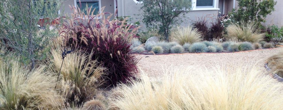 A lush front yard at a Las Vegas home.