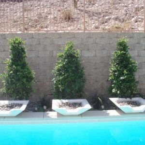 Tree & Plant Installation